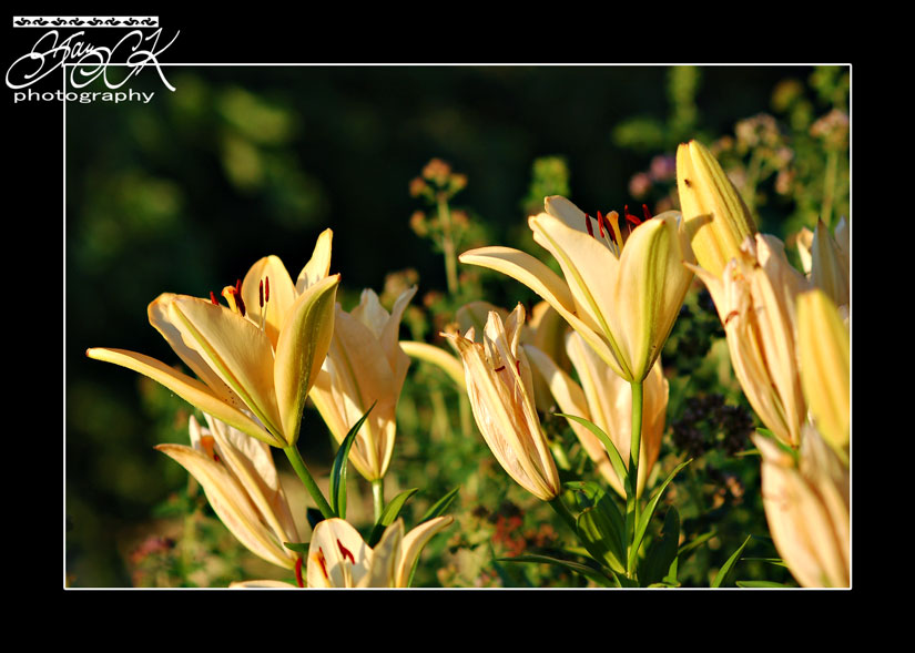 20090628_0369