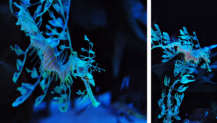dragon-seahorses